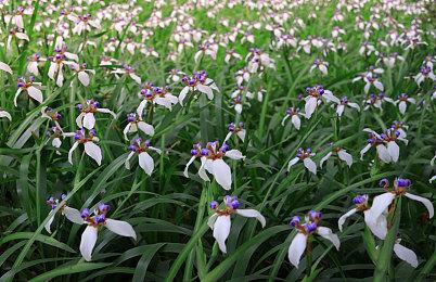 《炉石传说》国服为开服问题道歉 将补偿10个卡包